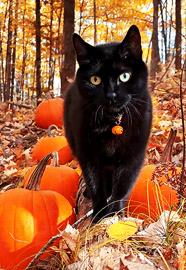 akiema:  Happy October Meow! 🍁🎃🍂 