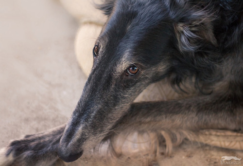 bandizoi:Gentle hellhound contemplates life, the universe, and everything