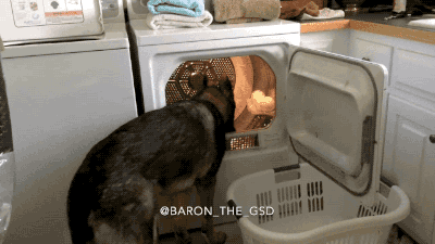gifsboom:  Video: German Shepherd Helps His Human with Spring Cleaning