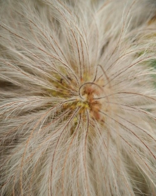 Fluffy!#closeup #macro #macrophotography #macro_captures #nature #naturephotography #naturelovers 