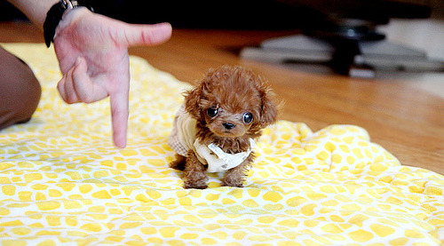 jewce:perfectdogs:Do you want a tiny or healthy dog?You might all have heard about teacups and thoug