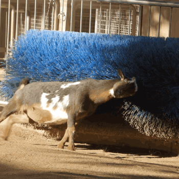 sdzoo:Party on the Petting Paddock! Watch the full video on Facebook.