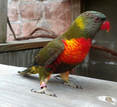 Some of my avian co-workers in one of the aviaries my department staffs at the zoo!An Olive Rainbow 