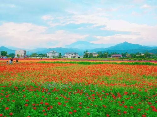 / 「美濃花海。」 —旅途風景系列 #臺灣 #台灣 #高雄景點 #美濃 #美濃花海 #旅途風景 #旅行 #攝影 #生活 #taiwan #kaohsiung #flower #seaofflowers