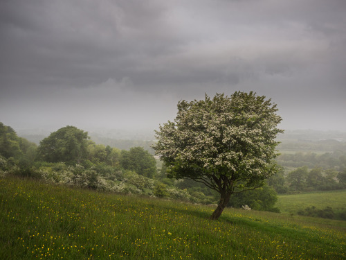 Pitstone Hill by Damian Ward Pitstone, Buckinghamshire. twitter | 500px | behance | vsco | about.me
