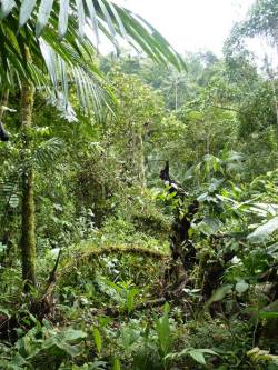 buggirl:  Mindo, Ecuador Help rainforest