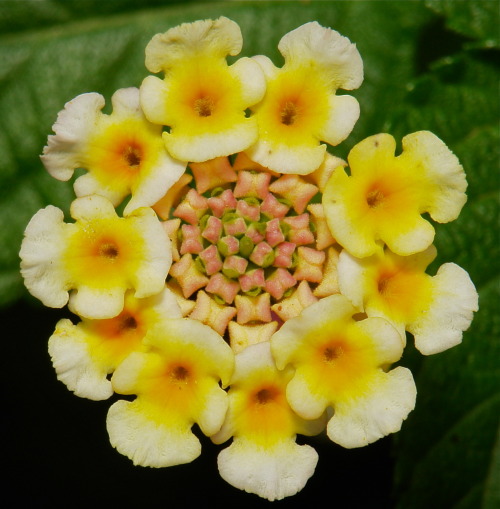 sinophilia:Lantana Lantana, both here in China and in Australia is a noxious choking weed which spr