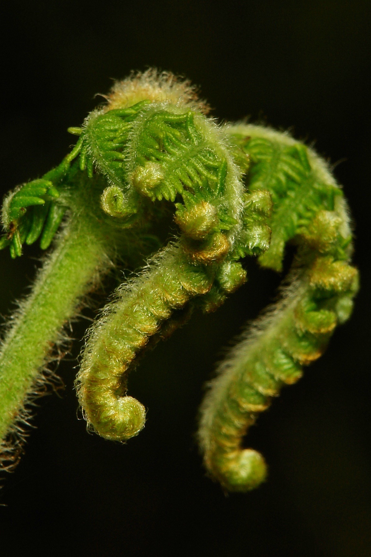 Porn photo lionfloss:Fern Fronds