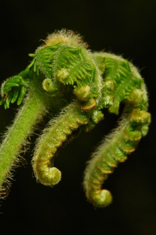 Porn lionfloss:Fern Fronds photos