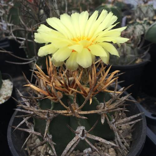 やった！咲きましたよ。#astrophytumcapricorne #cactus #サボテン #大鳳玉