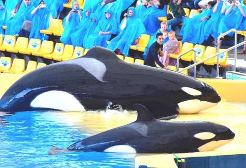 Gender: MalePod: N/APlace of Capture: Born at Loro Parque, SpainDate of Capture: Born October 13, 20