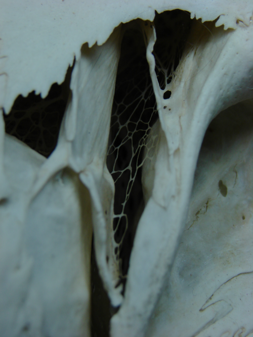 skelelegs:elk have such beautiful bone webs