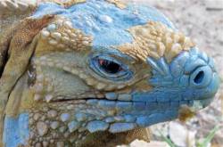 herplove:  Cayman’s blazing blue iguanas bounce back  The blue iguana has lived on the rocky shores of Grand Cayman for at least a couple of million years, preening like a miniature turquoise dragon as it soaked in the sun or sheltered inside crevices.