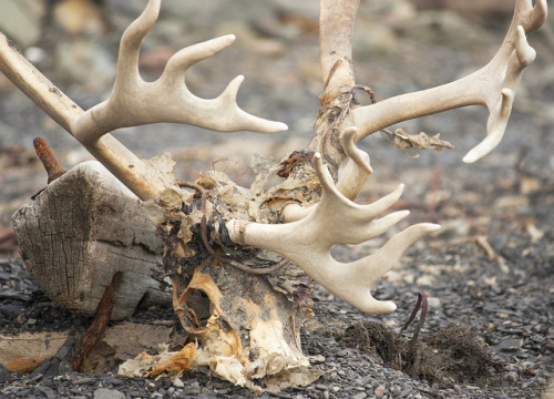 skullandbone: Reindeer skull by Kitty Terwolbeck on Flickr.