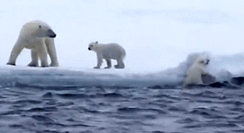 polar bear baby polar bear climbing submission animals help rescue cute  water cold ice care gif gifs - Find and share funny GIFs on GIFsme