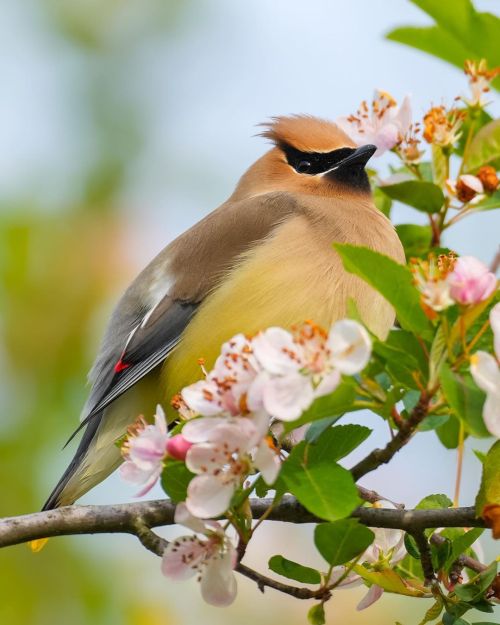 florealegiardini: Cedar waxwings ~ Zachary Vaughan