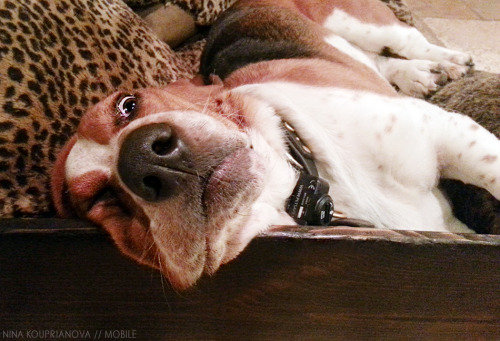 ingloriousbassets:  I’m not saying it was sleeping bassets, but it was sleeping bassets. 