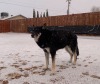 XXX Snow!Dogs!Dogs in snow!!! photo