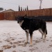 Snow!Dogs!Dogs in snow!!!