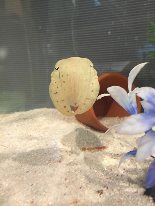 ladytabularasa: one-lost-at-sea: This cuttlefish looks like they’re about to nervously ask me 