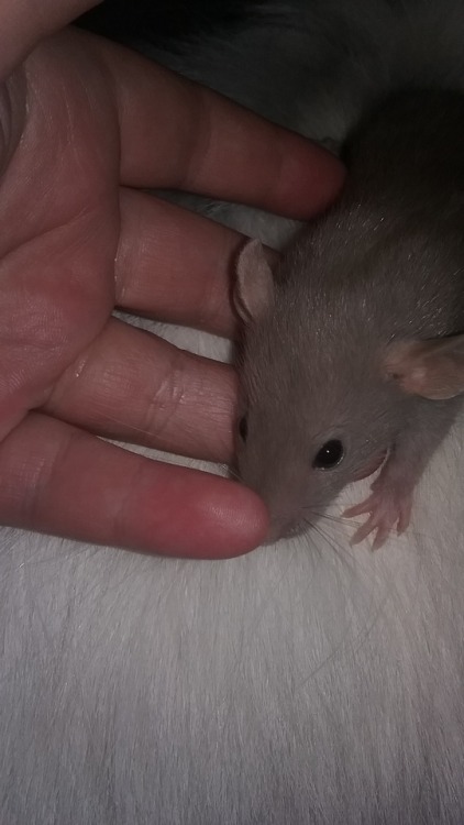 @rodentpunk: look at this baby im adopting from my friend who breeds rats! we have to wait until she