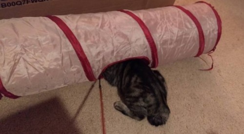 fbwzoo:fbwzoo:Imagine thinking you should toss your cat outside to get hit by a car or eaten by a coyote because there’s justNoPossibleWayToGiveThem EnrichmentInside.Imagine if there was only a way to increase space for your cat inside.There’s