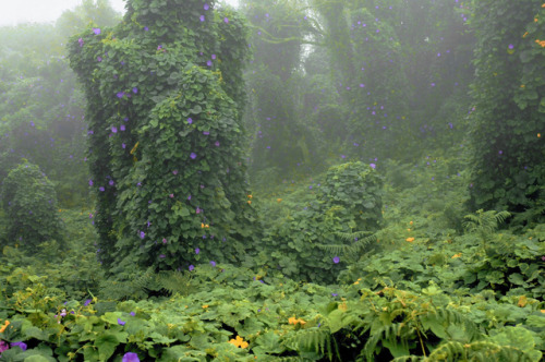 botanical-inspiration: Presumably giant pumpkin (Cucurbita maxima), and Ipomoea indica overgrown are