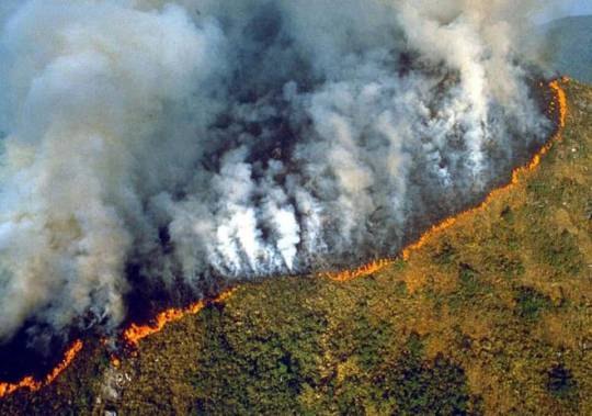 karlrincon:The Amazon Forest  produces more than 80 percentage the world’s oxygen and is home to more than half of the world’s species of plants, animals and insects. It has been burning for 3 weeks and we have just found out about it! The lungs of