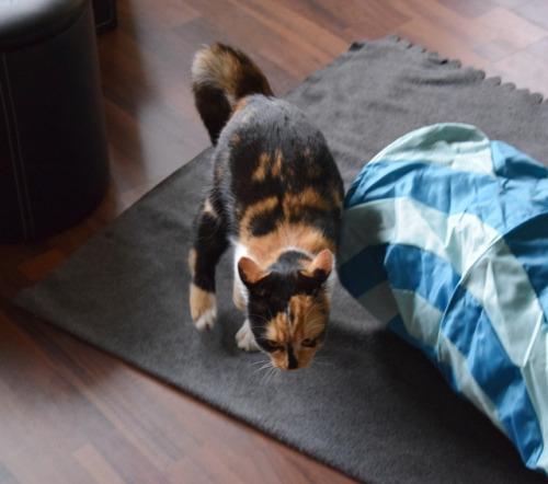 Meowmy brought us a new toy! She said it’s an early easter present *__* We already had so much