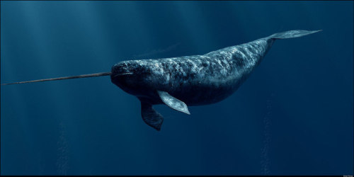 lovingexotics - NarwhalMonodon monocerosSource - Here