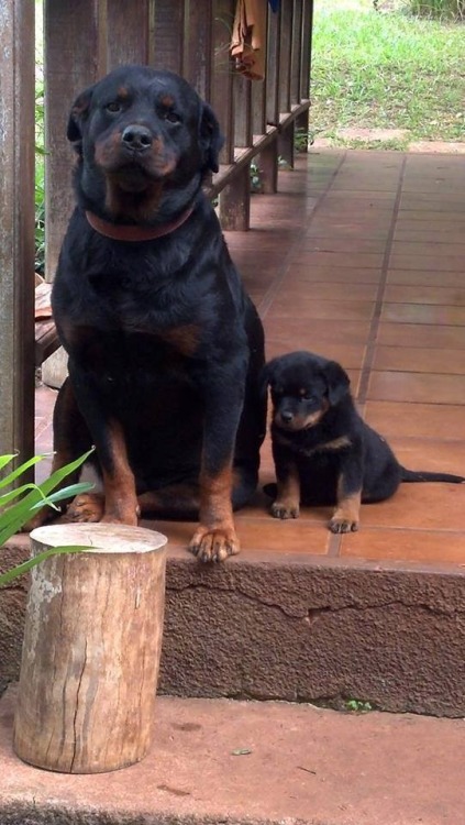 thecutestofthecute:  Rottweiler Appreciation Post 