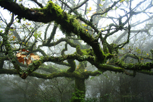 90377:El bosque de la niebla by Julia L.S