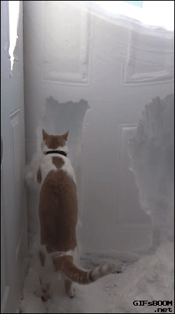 gifsboom:Cat Helps Clear Snow Away From Front Door After Huge Storm. [video]