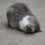 cat-with-a-kay