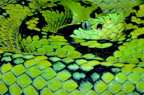 exotic-venom:(Bothriechis aurifer) yellow-blotched palm-pit viper