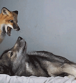 thenatsdorf:The quick brown fox jumps over the lazy dog. (via ninja.vom.wolfstor)