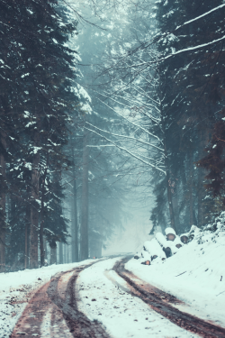 tulipnight:Black Forest, Germany by Florian Kunde