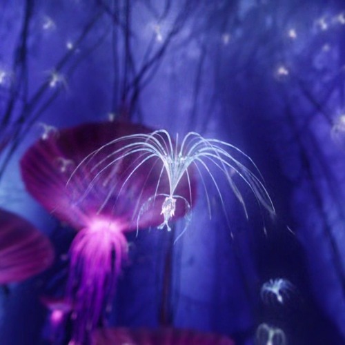 ʚ Kew, Avatar