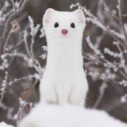 awwww-cute:  Gorgeous Ermine