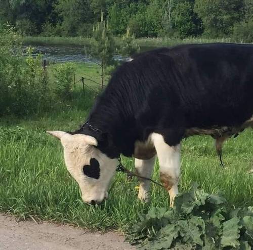 A Alguien Ms Le Gustan Las Vacas, A Mi Si. Muchos Dirn Que No (mentira, Nadie Comenta Mis Publicaciones)