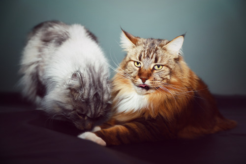 ingirll:The giant and lovely Maine Coon cat. Not cooperative as a pair, but completely vain as indiv