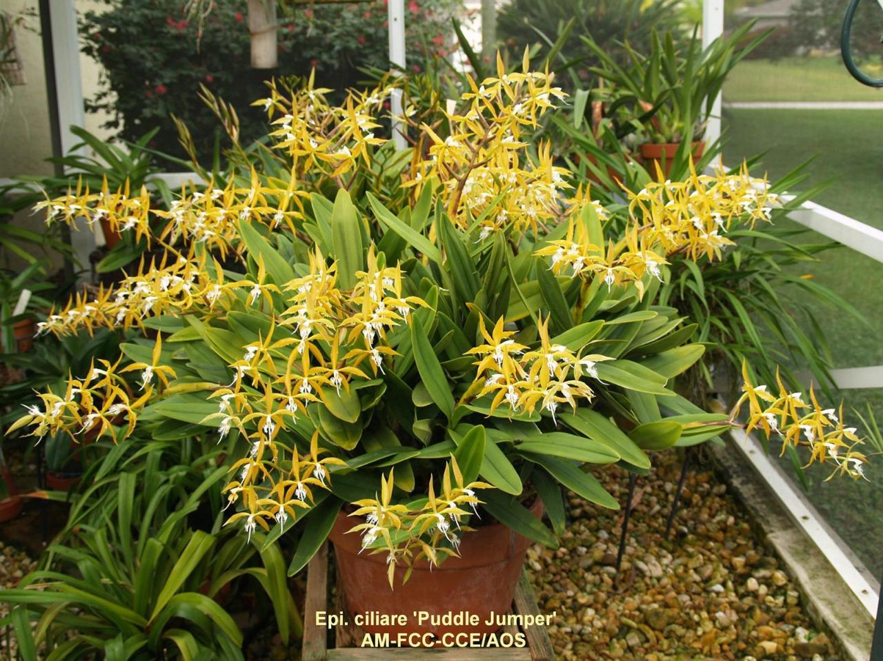 Epidendrum ciliare ‘Puddle Jumper’ AM/AOS.
Orchidaceae: Laeliinae.
By Angraecums. [x]