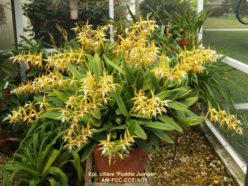 Epidendrum ciliare &lsquo;Puddle Jumper&rsquo; AM/AOS.Orchidaceae: Laeliinae.By Angraecums. [x]