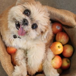 marniethedog:  Picked-my-own apples  (at