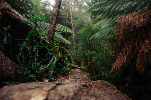 playitinslowmotion: In the rainforest Francesca Castagna