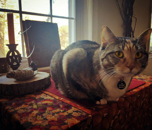 Equinox enjoying the chilly Autumn morning from atop my altar. I didn’t catch it on camera, but just