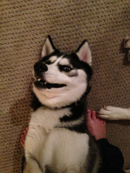 huskyhuddle: huskyhuddle:The many hilarious faces of Ani and Balto. My favorite is the fifth pictu