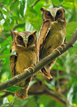 fairy-wren:  white-fronted scops owl (Photo by harprit singh) 