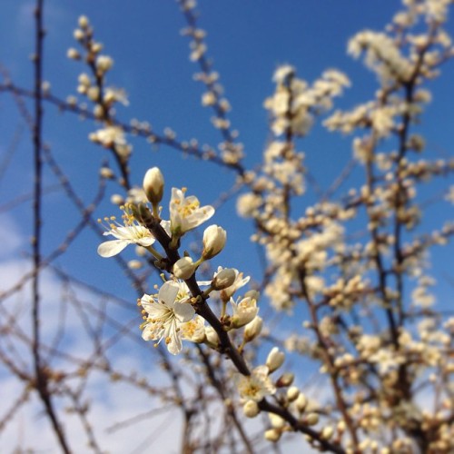 Blackthorn blossom #spring #bluesky