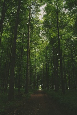 south-england:  Wooden trails »» Thomas